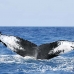 whale_humpback_h_00092_dom2128.jpg